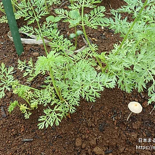 ニンジンの写真