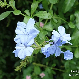 ルリマツリ（花）の写真