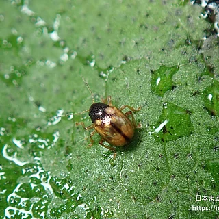 マルキバネサルハムシ（成虫）の写真