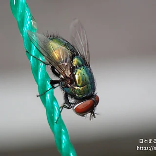 ヒロズキンバエ（成虫）の写真