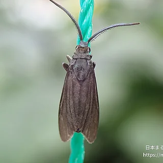 マダラガ科（成虫）の写真