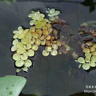 ナンゴクサンショウモの写真