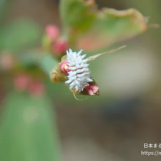 テントウムシ科（幼虫）の写真