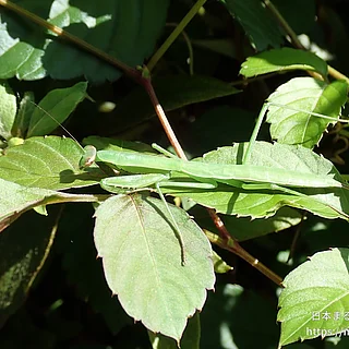 オオカマキリ（幼虫）の写真