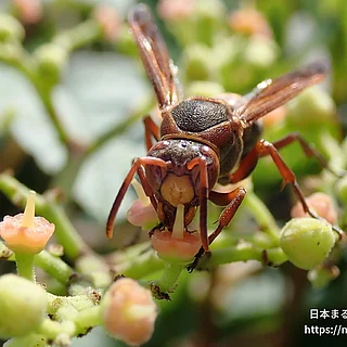 キボシアシナガバチ（成虫）の写真