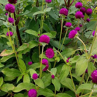 センニチコウ（花）の写真