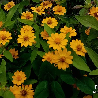メランポジウム（花）の写真