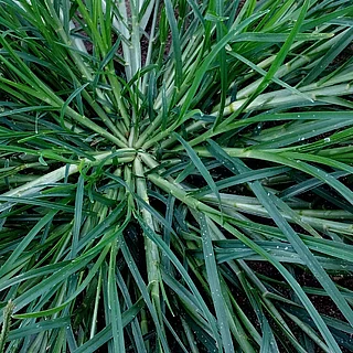 オヒシバ（花・実以外）の写真