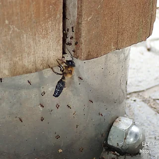 オオハキリバチ（成虫）の写真