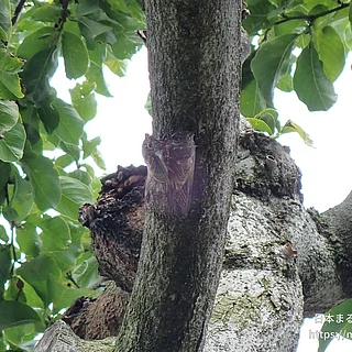 クマゼミ（成虫）の写真