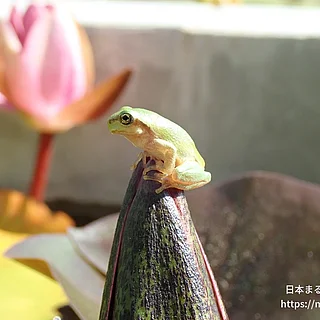 ヒガシニホンアマガエル（成体）の写真