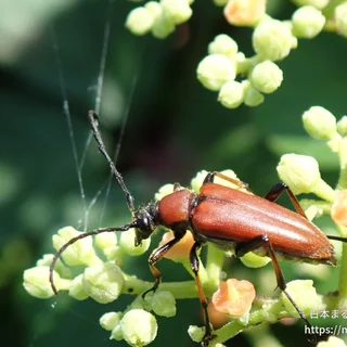 アカハナカミキリ（成虫）の写真