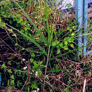 ツルヨシ（花・実以外）の写真
