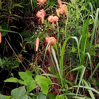 オニユリ（花）の写真