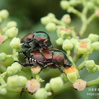 マメコガネ（成虫）の写真