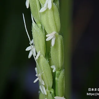 イネ（花）の写真