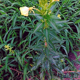 メマツヨイグサ（花）の写真