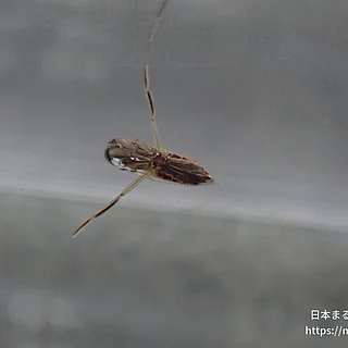 コマツモムシ（成虫）の写真