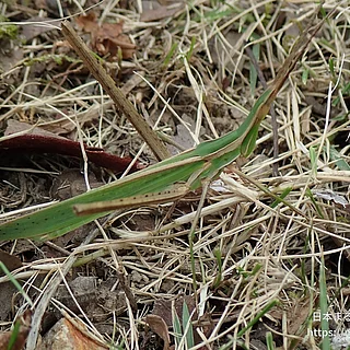ショウリョウバッタ（成虫）の写真