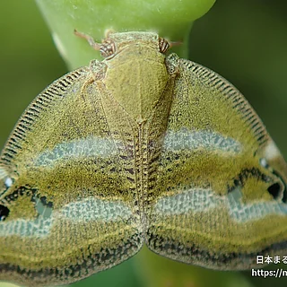 ベッコウハゴロモ（成虫）の写真