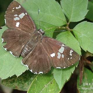 ダイミョウセセリ（成虫）の写真