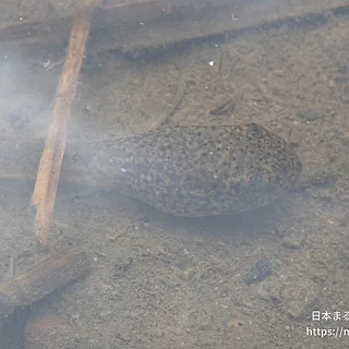 ウシガエル（幼体）の写真