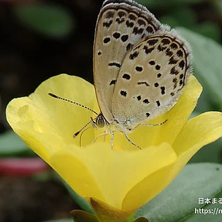ヤマトシジミ（成虫）の写真