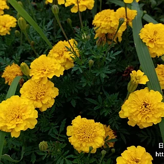 コウオウソウ（花）の写真