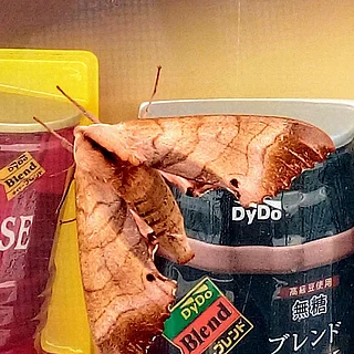モモスズメ（成虫）の写真