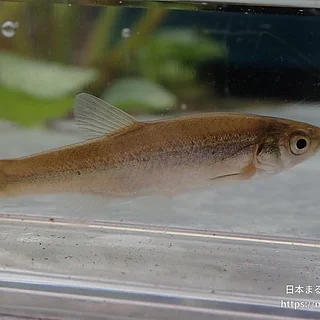 アブラハヤの写真