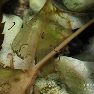 ヒトスジシマカの写真