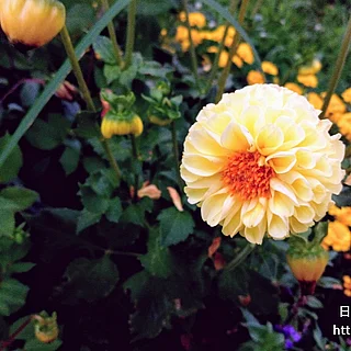 ダリア属（花）の写真