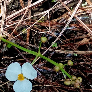 オモダカ（花）の写真