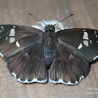 ダイミョウセセリ（成虫）の写真