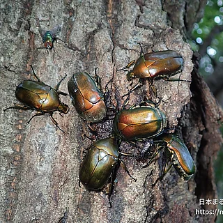 カナブン（成虫）の写真
