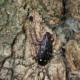 ヨツボシオオキスイ（成虫）の写真