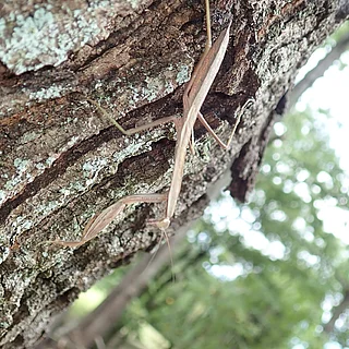 オオカマキリ（幼虫）の写真
