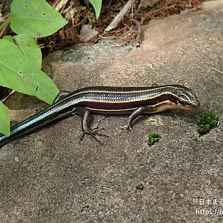 オカダトカゲ（幼体）の写真