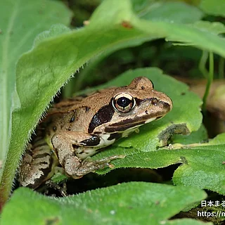 ヤマアカガエル（成体）の写真