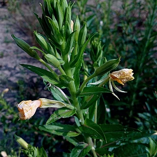 メマツヨイグサ（花）の写真