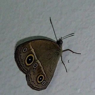 ヒメジャノメの写真