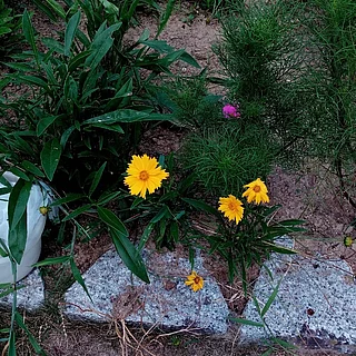 オオキンケイギク（花）の写真