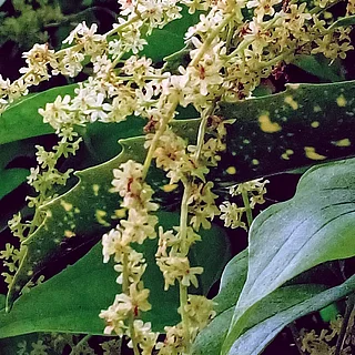 オニドコロ（花）の写真