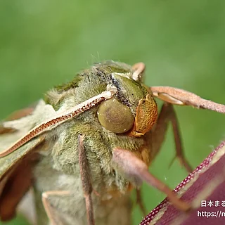 ウンモンスズメ（成虫）の写真