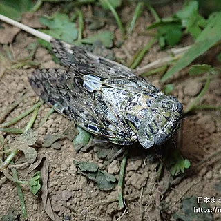 ニイニイゼミ（成虫）の写真