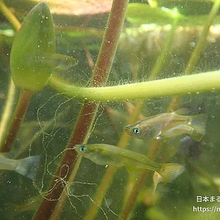 ミナミメダカの写真