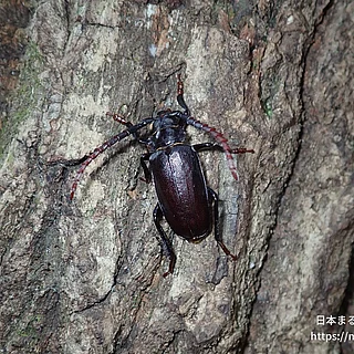 ノコギリカミキリ（成虫）の写真