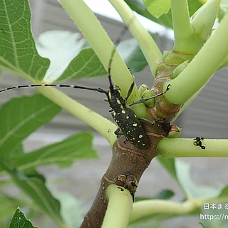 キボシカミキリ（成虫）の写真