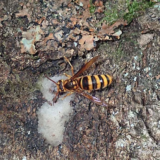 キイロスズメバチ（成虫）の写真