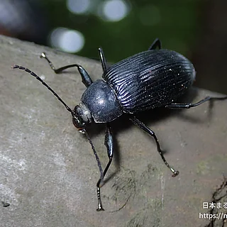 ニホンキマワリ（成虫）の写真